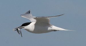 Sandwich Tern