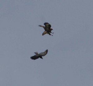 buzzard being mobbed