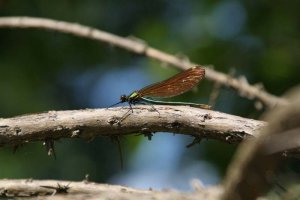 Beautiful Demoiselle