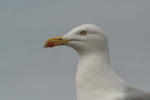 Gull portrait