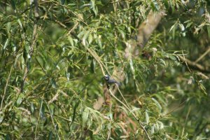 Blue tit