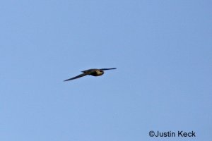 Chimney Swift