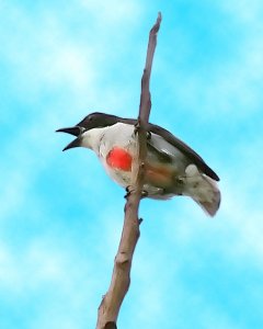 Red-striped Flowerpecker