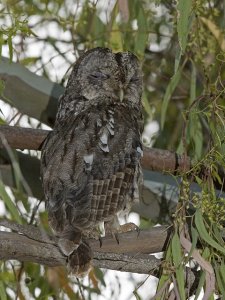 Tawny Owl