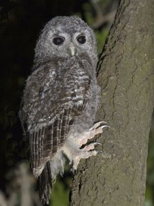 Tawny Owl