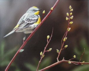 Yellow-Rumped Warbler (a painting)