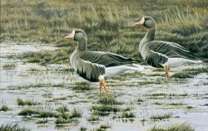 White-Fronted Geese (a painting)