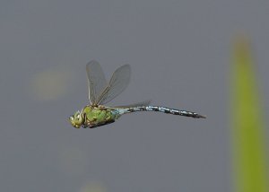 Emperor Dragonfly, Male