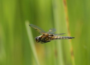 4 Spotted Chaser