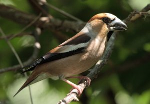 Yet another Hawfinch