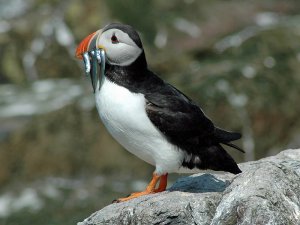 The classic Puffin
