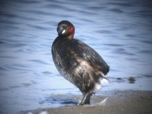 Little Grebe