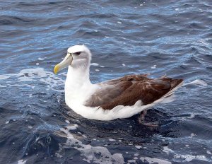 Shy Albatross