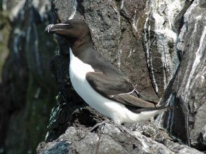 Razorbill