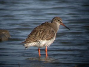 Common Redshank