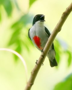 Red-keeled Flowerpecker Posing for the Camera