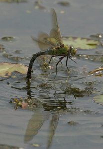 Female Emperor