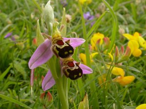 Bee Orchid