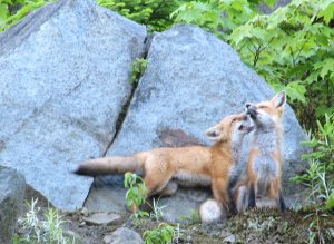 Red Fox Kits