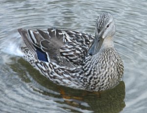 Female Mallard close-up.