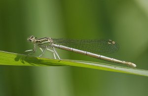 White-legged Damselfly 2