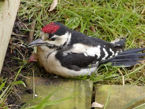 Stunned Woodpecker