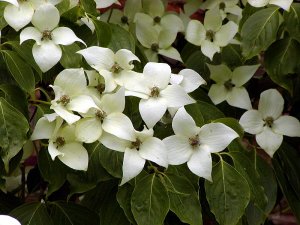 Flowering Dogwood