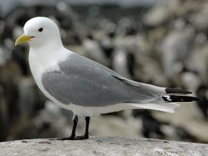 Kittiwake