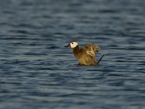 White headed duck