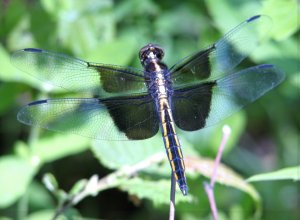 Widow Skimmer