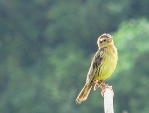 Female Bobolink