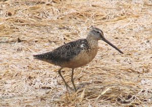 Short-Billed Dowitcher