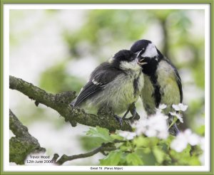 Great Tit and Young