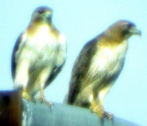 Red-tailed Hawks (we think)