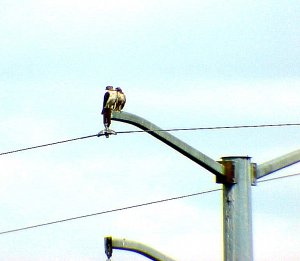 Red-Tailed Hawks ??