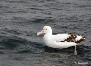 Wandering Albatross