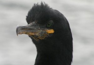 Eurasian Shag