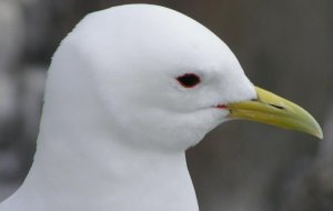 Black-legged Kittiwake