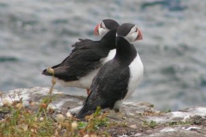 Puffins