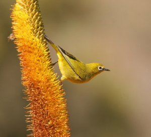 Cape White-eye - (Another Pose)