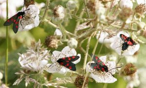 Five Spot Burnet Moths