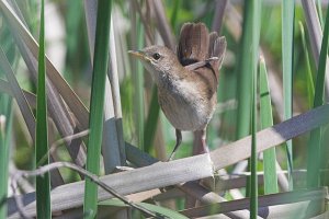 Savi's Warbler (Locustella luscinioides)