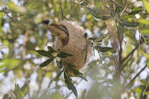 Penduline Tit (Remiz pendulinus)