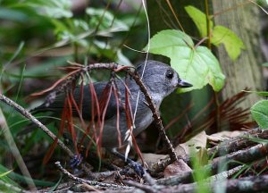 Tufted Titmouse