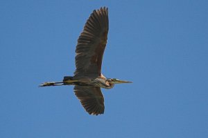 Purple Heron (Ardea purpurea)