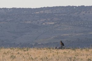 Black Vulture (Aegypius monachus)