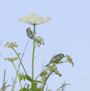 Blue Tits on Hog Weed