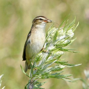 Young Sedge Warbler