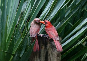 Cardinal Kisses