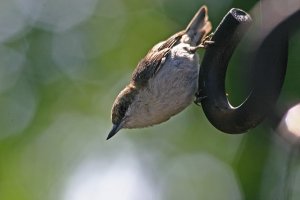 Brown-headed Nuthatch